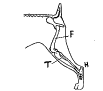 Correct hindquarters bone length and angles