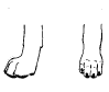 Correct Poodle foot shape