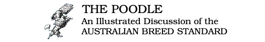 Poodle body: back, chest, loin, croup, ribcage,An Illustrated Discussion of the Extended Australian Poodle Breed Standard, Poodle Body