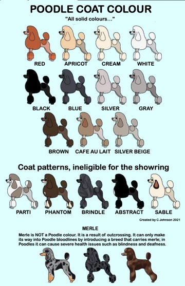 Poodle Coat Colours