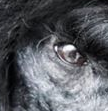 Perfect Poodle eye shape and eye colour